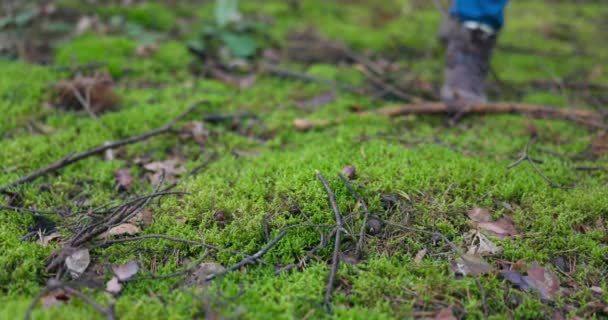 Primer plano sobre musgo, ramas, arena del bosque, un hombre caminando se inclina con la cesta cerca del suelo sobre un hongo escondido en la hierba, cuidadosamente saca un magnífico espécimen de boletus — Vídeo de stock