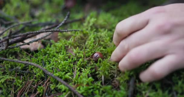 Primer plano de musgo en el bosque con un sombrero de champiñón marrón sobresaliendo, el hombre cuidadosamente saca un hermoso boletus escondido en la hierba, corta la raíz con una navaja limpia suavemente — Vídeo de stock