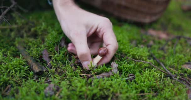 Een close-up van mos in het bos met een bruine paddestoelhoed die uitsteekt, een man plukt voorzichtig een mooie boletus verborgen in het gras, snijdt de wortel af met een zakmes om de wormkruid te controleren — Stockvideo