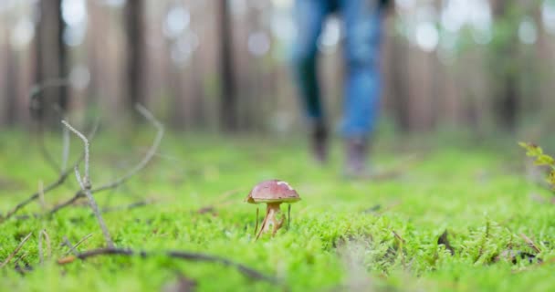 Ein Mann auf Pilzsuche geht im Wald spazieren und genießt die Natur, findet einen wurmgefressenen Steinpilz, bückt sich, um ihn aufzuheben, zupft ihn, putzt ihn mit einem Taschenmesser und legt ihn in einen Korb — Stockvideo