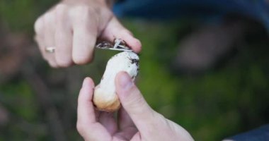 Mantar mantarı, bir adam yosunların ortasında ormanda bulduğu bir boletusu tutuyor, bir çakıyla temizliyor, kökü kesiyor.