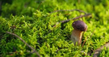 Ormandaki bir adam yosunlardan birer birer mantar toplayıcısı topluyor.