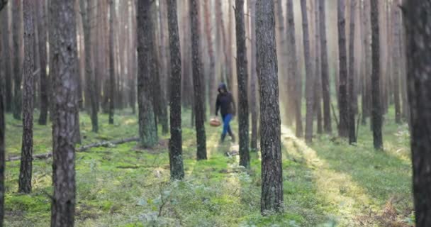 Γυναίκα με σακάκι και άνετα παπούτσια περπατά στο δάσος το πρωί γύρω από τα δέντρα, γέρνει κοιτάζοντας το έδαφος, ψάχνει για μανιτάρια, στο χέρι της προετοιμασμένο καλάθι για τη συγκομιδή — Αρχείο Βίντεο