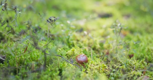 Primer plano de musgo en el bosque con un sombrero de champiñón marrón sobresaliendo, el hombre cuidadosamente saca un hermoso boletus escondido en la hierba, corta la raíz con una navaja limpia suavemente — Vídeo de stock