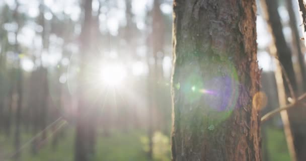 El hombre deambula, camina apoyado contra el tronco amanecer en el bosque, rayos rompiendo las ramas de los árboles, la mañana entre la naturaleza, el brillo del musgo, las hojas, el paisaje mágico de la arboleda — Vídeos de Stock