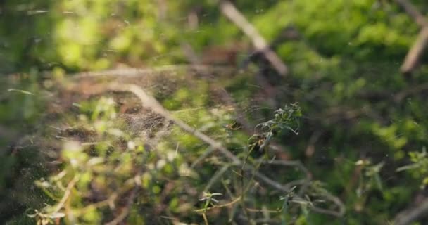 Крупним планом біла павутина, що поширюється між гілками в лісі, сяйво ранкового сонця, промені освітлюють природу — стокове відео