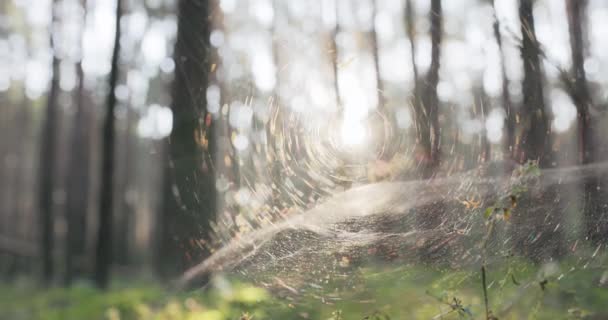 Primo piano di una ragnatela bianca che si estende tra i rami di una foresta, il bagliore del sole che sorge al mattino, i raggi illuminano la natura — Video Stock