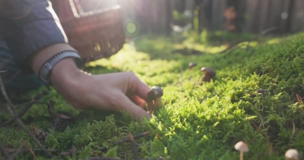 Лучи восходящего солнца освещают грибы, растущие в зеленом мху в лесу, грибной собиратель преклоняет колени рядом с ними и снимает уборку своим перочинным ножом — стоковое видео