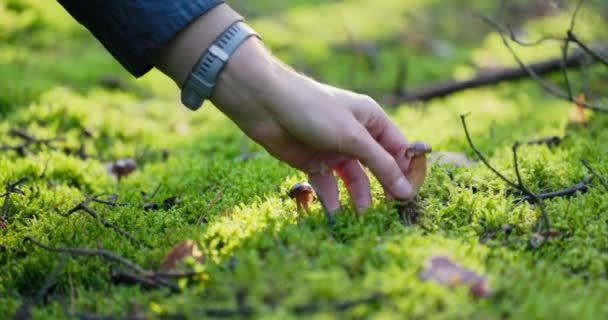 Ein Mann im Wald pflückt kleine Steinpilze aus dem Moos, einer nach dem anderen, ein Pilzsammler bei der Ernte — Stockvideo