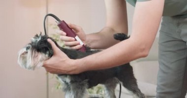 Bir Yorkshire teriyerini masanda duran kırpıcı köpeklerle kesen erkek ellerin yakın çekimi.