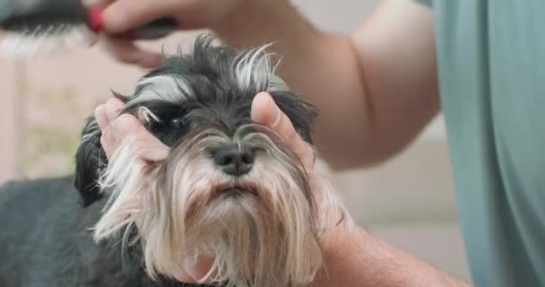 Close up of the mans hands and muzzle of brushing by him the yorkshire terrier — Stock Video