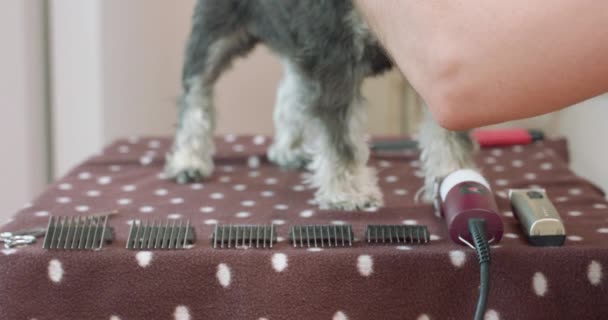 De close-up van de honden Clipper en aanbouwdelen liggend op de tafel Elleboog van een mannetje, die borstelt de yorkshire terriër, verblijf op de tafel — Stockvideo