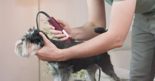 El primer plano de las manos masculinas, que está recortando un terrier yorkshire con un clipper Perros permaneciendo en la mesa — Vídeos de Stock