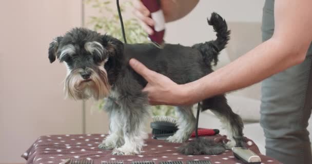 De close-up van de mannelijke handen, die een yorkshire terriër met een tondeuse afknipt Honden die op de tafel blijven De man verzamelt de gekapte vacht — Stockvideo