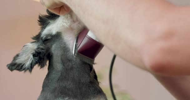 Detailní záběr ostříhaného prsu a krku yorkshirského teriéra, a ruce muže, který stříhá psa kleštěmi — Stock video