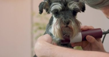 Kırpılmış Yorkshire Teriyeri 'nin namlusunu ve kırpıcıyla köpeği kesen bir adamın ellerini kapatın.
