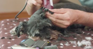 Masada yatan kırpılmış Yorkshire Teriyeri 'nin ve kırpıcıyla köpeği kesen bir adamın elleri.