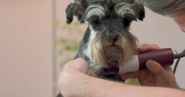 Close up of a muzzle of clipped yorkshire terrier, and hands of a man, who is clippering the dog with clipper — Stock Video