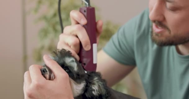 Detailní záběr na čenich ostříhaného yorkshirského teriéra, a ruce a tvář vousatého muže, který drží psí čenich a stříhá psa klipperem — Stock video