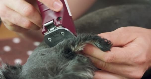 Zbliżenie do ucha przyciętego yorkshire terrier, i ręce człowieka, który jest przycinanie psa z obcinaczem — Wideo stockowe