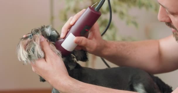 Detailní záběr ostříhaného yorkshirského teriéra a rukou vousatého muže, který stříhá psy do uší, hlavy a krku nůžkami — Stock video