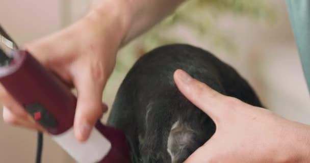 Detailní záběr záhybu a ocas ostříhaného yorkshirského teriéra, a ruce muže, který stříhá psa kleštěmi — Stock video
