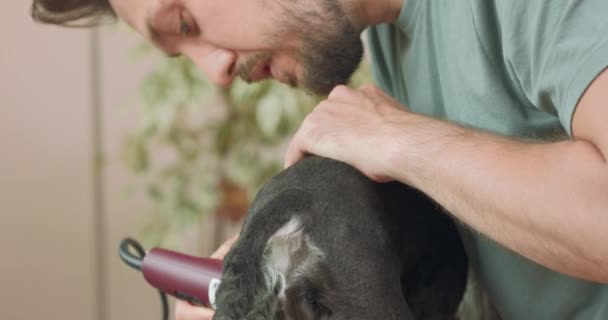 Nærbillede af en croup og en hale af klippet yorkshire terrier, og hænder og ansigt af en skægget mand, der klipper hunden med clipper – Stock-video