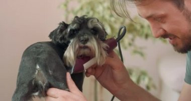 Kırpılmış Yorkshire Teriyeri 'ne yaklaşın, sırtı kameraya dönük, ve sakallı bir adamın elleri ve yüzü, kırpıcıyla köpeği kesiyor, ve gülümsüyor ve onunla konuşuyor.