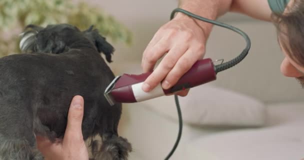 Gros plan d'un terrier de yorkshire coupé, et les mains et le visage d'un homme barbu, qui coupe le chien avec une tondeuse — Video