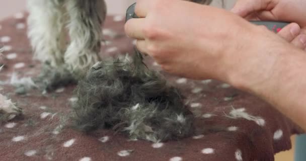 Close-up de um cortado yorkshire terrieres pele, e as mãos de um homem, que limpa a escova de pele Patas de um cão são borradas no fundo — Vídeo de Stock