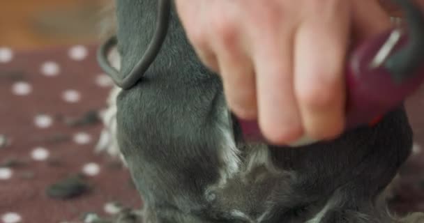 Close-up de um conjunto de cauda de clipped yorkshire terrier sentado na mesa, e as mãos de um homem, que está cortando o cão com clipper Anexos e peles estão no primeiro plano — Vídeo de Stock