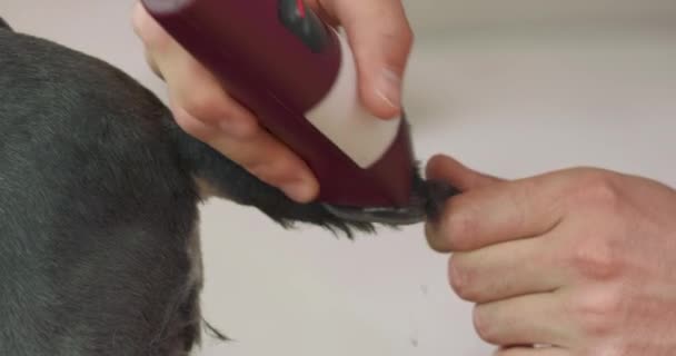 Detailní záběr záhybu a ocas ostříhaného yorkshirského teriéra, a ruce muže, který stříhá psí ocas kleštěmi — Stock video