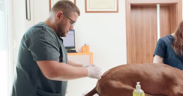 Мужчина-ветеринар в резиновых перчатках вытирает дезинфицирующим крупом большую красную собаку, лежащую на операционном столе Его ассистентка стоит за операционным столом Двери, монитор — стоковое видео
