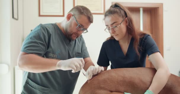 Muž veterinární lékař v gumových rukavicích vloží zdravotnický prostředek pomocí injekční stříkačky v oblasti záhybu velkého červeného psa, ležící na operačním stole Jeho asistentka stojí za operačním — Stock video