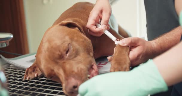 Gros plan des vétérinaires masculins et des femmes vétérinaires assistants mains, et un grand chien rouge anesthésié avait, couché sur la table d'opération vétérinaire avec seringue introduit la préparation à travers — Video