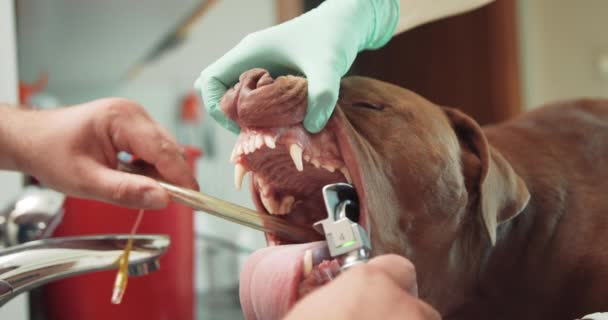 Gros plan des vétérinaires masculins et des mains assistantes vétérinaires féminines, lors de l'insertion d'un tube endotrachéal dans la gorge d'un gros chien rouge anesthésié — Video