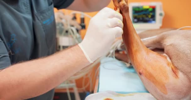 Großaufnahme männliche Tierarzthände, in weißen Handschuhen, schmieren das Hinterbein des Hundes mit jodbetäubten großen roten Hundelaugen auf dem Operationstisch und angeschlossen an ein Gerät zur künstlichen Lungenbeatmung — Stockvideo