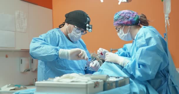 男性獣医師,眼鏡で,白い手袋,キャップと手術服で,彼は手術中に麻酔犬の背脚を操作している間女性アシスタントは、彼が保持することによって支援します — ストック動画
