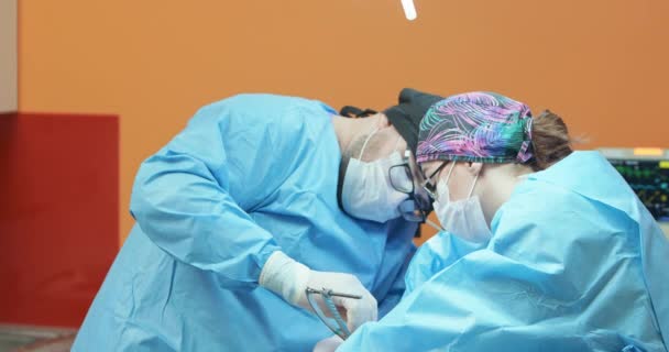 手術中に麻酔犬の背脚を操作している間、男性獣医師は、眼鏡、白い手袋、キャップ、外科服で、女性アシスタントは、手術を保持することによって彼を支援します — ストック動画