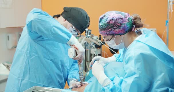 Mężczyzna weterynarii, w okularach, białe rękawiczki, czapka i w stroju chirurgicznym, podczas gdy używa wiertła chirurgicznego operując tylną nogę znieczulonego psa podczas operacji Kobieta asystentka asystować mu przez — Wideo stockowe