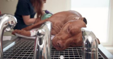 Anestezi yapılmış büyük kırmızı köpeklerin ameliyat masasında uzanmış lastik eldivenli kadın veteriner asistanı büyük kırmızı köpekleri sağ arka pençeleriyle tıraş ediyor.