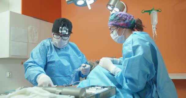 Homme vétérinaire, dans des lunettes, gants blancs, casquette et en tenue chirurgicale, alors qu'il opère la jambe arrière d'un chien anesthésié pendant la chirurgie Assistante féminine l'assiste en tenant la — Video