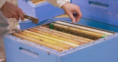 Beyaz koruyucu elbiseli arı yetiştiricisinin elleri, elinde arı kovanı araçlarıyla, kovandaki bal petekleri ve arılarla çerçeveleri inceliyor, bir çerçeveyi kenara koyuyor, sonra başka bir çerçeveyi çıkarıyor.