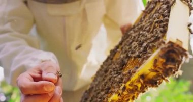 İlk plan: Arıcıların eli ve parmağında bir arı, üzerinde bal peteği ve bir sürü arı olan bir çerçeve başka bir elde havada arılar ve sonra parmağıyla çerçeveyi tutuyor.