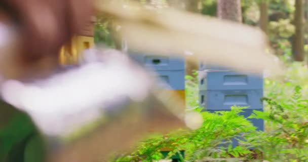 Fokus auf Bienenstöcke inmitten des Waldes Durch den ersten Plan geht ein verschwommener Imker in weißem Schutzanzug von der Kamera weg zu den Bienenstöcken im Hintergrund Er hält den neuen Raucher und — Stockvideo