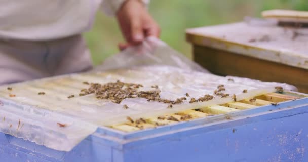 Closeup hive without the lid, focused bees roaming the piece of a polyester film Beekeepers hands, who takes the smoker from the hive aside and blows the smoke on the bees on the fim, and inside the — Stock Video