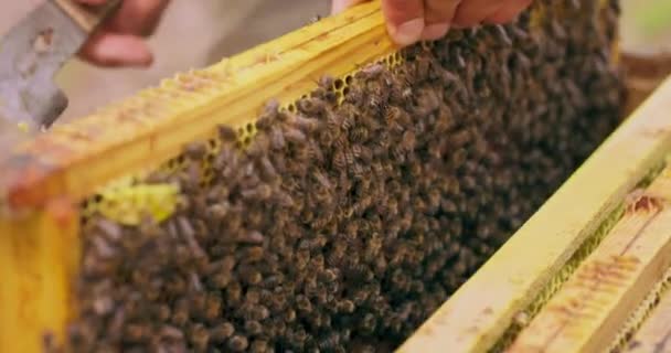 Крупним планом і зосереджені вулик рамки, і руки бджоляра в білому захисному костюмі, з бджолиним вулик інструменти в руці, який оглядає рамки з медоносних і бджіл у вулик Він тримає і повертає рамку — стокове відео