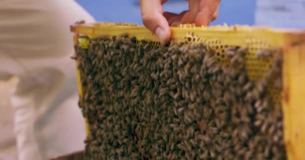 Närbild och fokuserad bikupa ram och händer biodlare i vit skyddsdräkt Han inspekterar ramarna med honungskakor och bin i kupan Han sätter ramen tillbaka till kupan bin, ramar och hans hand — Stockvideo