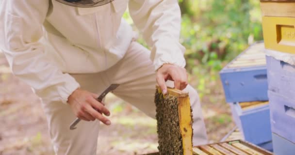 Man biodlare i skyddsdräkt tar bikupan ram ur kupan Håller i ramen med en hand, han skopar bina ur ramen med fingret av en annan hand med bikupa verktyg sedan vänder — Stockvideo