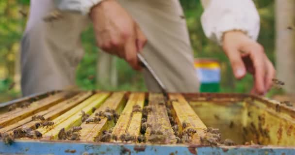 Fokuserad närbild toppen av kupan utan lock, en hel del bin flyger och roaming biodlare, vistas bakom kupan, med bikupa verktyg i handen, tar bikupan ram ur kupan och inspekterar det — Stockvideo